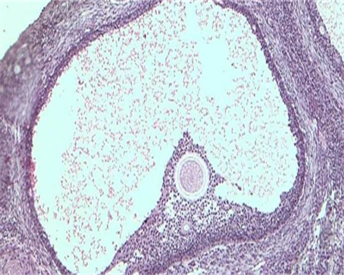 昆明供卵服务_昆明合法供卵中心,昆明市区的甘美医院是公立医院吗？